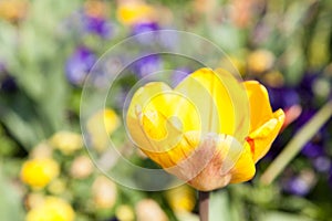 Flower of yellow tulip
