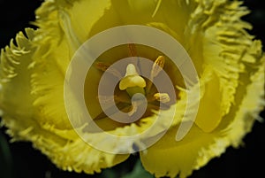 Flower of a yellow Tulip (Tulipa) in detail