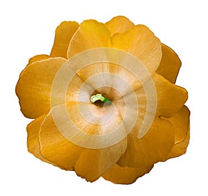 Flower yellow violets on a white isolated background with clipping path no shadows. Closeup For design.