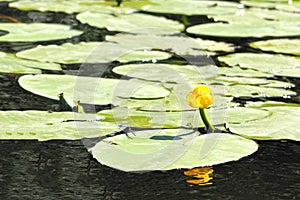 A flower of a yellow water lily with delicate petals and large green leaves on the surface of a calm dark forest lake