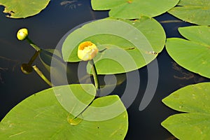 The flower of the yellow water lily Nuphar lutea L