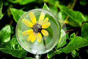 Flower, yellow wildflower under magnifying glass