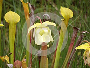 the flower of the yellowish type of sarracenia pitcher trap plant