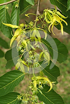 The flower of Ylang Ylang