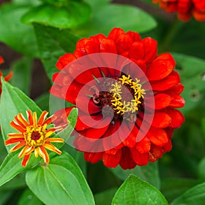 The flower Ñynicism red color in the garden. Blossoming red cynicism close-up