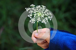 Flower in a young child's hand.