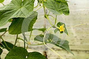 Flower on a young cucumber growing on a vine in a home greenhouse