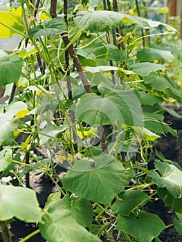 A flower on a young cucumber growing on a vine in a home greenhouse.Growing cucumbers.Agricultural background.
