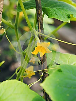 A flower on a young cucumber growing on a vine in a home greenhouse.Growing cucumbers.Agricultural background.