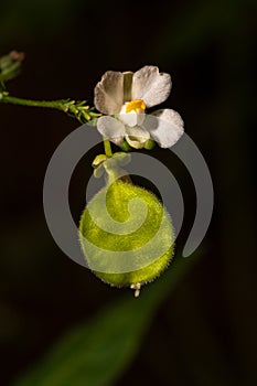 Flower and Young Fruit of Balloon Vine