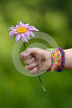 Flower in young girl's hand with rubber band bracelets