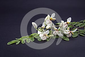 flower and young leaves of Fresh green medicinal Pods of Moringa oleifera, horseradish, drumstick tree Isolated on a black