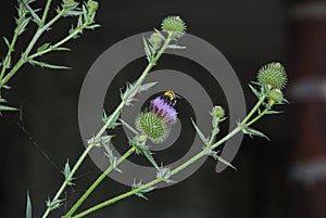 The flower of a young lilac thistle in the wild. It depicts a bumblebee with black and yellow stripes and a beetle.