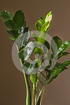 Flower zamiokulkas zamielistny Zamioculcas zamiifolia. Selective focus