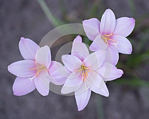 Flower zephyranthes