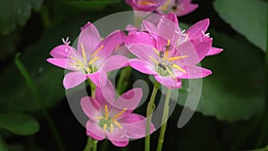 Flower Zephyranthes