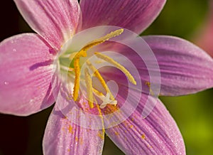 Flower zephyranthes closeup