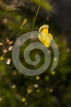 Flower of Zigzag Bladderwort