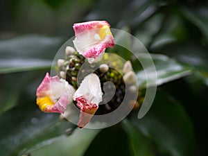 The flower of Zingiber ottensii Valeton