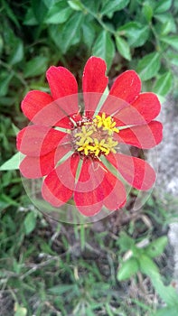 Flower, zinnia elegan, nature, red