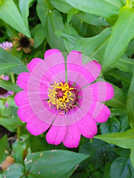 Flower Zinnia elegans known asal youth and age