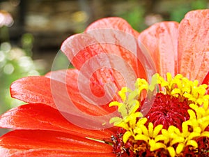 Flower - Zinnia - in the garden