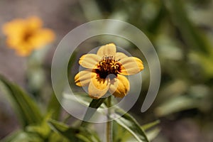 Flower of the Zinnia Zinnia haageana