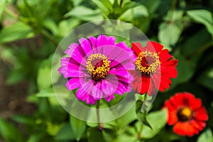 Flower zinnia of lilac color