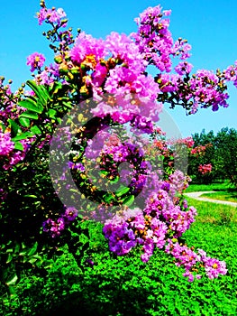 Flower, Ziwei flowers,purple flower photo