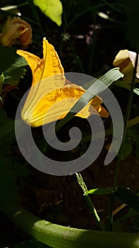 Flower of zucchini