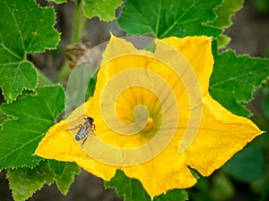 Flower of zucchini with bee. Pollination of flowers.