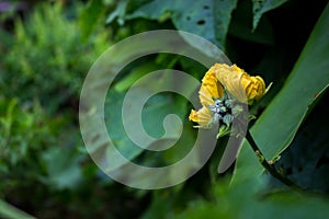 Flower zucchini vegetable.