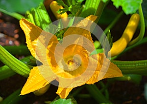 Flower of Zucchini, zucchini or zucchinis