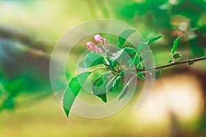 Flowerage of a Cherry Tree with Purple Flowers,Spring Nature,Summer,Toned