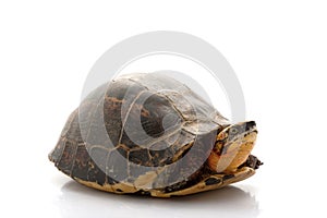 Flowerback Box Turtle