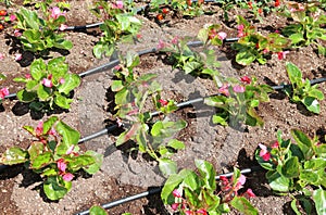 Flowerbed with automatic watering system