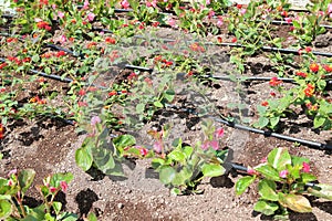 Flowerbed with automatic watering system