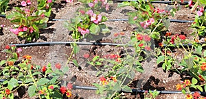 Flowerbed with automatic watering system