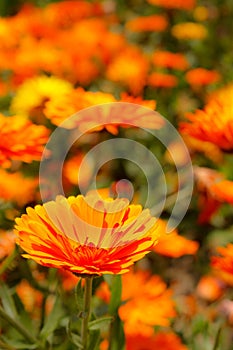 Flowerbed background, spring flowers