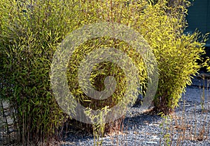 Flowerbed with bamboos in an outdoor atrium mulched by gray gravel. small and large evergreen plants in clumps