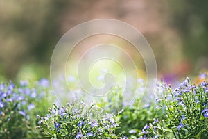 Flowerbed with beautiful blue flowers in the park, blurred background with bokeh, sun rays, place text, banner