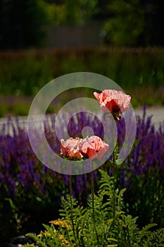 A flowerbed with beautiful pale red poppies in bloom against the background of purple flowers in a meadow