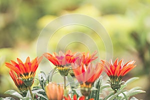 Flowerbed with beautiful pink flowers in the park, blurred background bokeh, sun rays, place for text