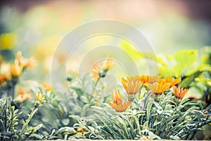 Flowerbed with beautiful pink flowers in the park, blurred background with bokeh, sun rays, place text