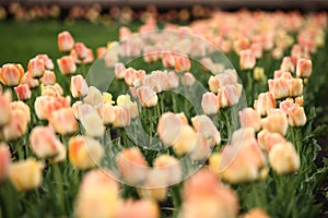 Flowerbed with beautiful tulips in the park