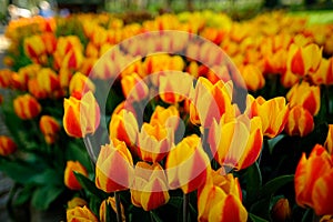 A flowerbed of beautiful yellow orange blooming apeldoorns elite tulip flower in spring season under the sunlight.