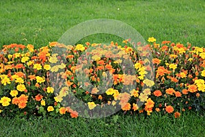 Flowerbed, Belvedere Palace