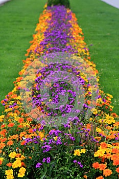 Flowerbed, Belvedere Palace