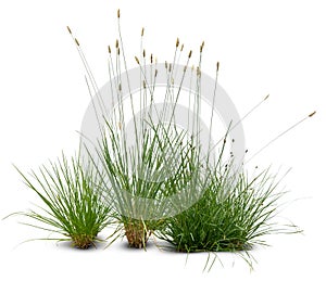 Flowerbed with blooming ornamental grasses on white background