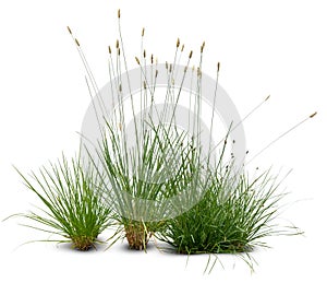 Flowerbed with blooming ornamental grasses on white background photo